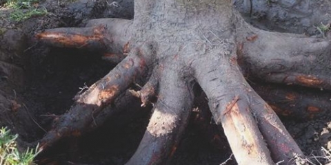 Šta učiniti ako miševi izgrizu koru stabla jabuke